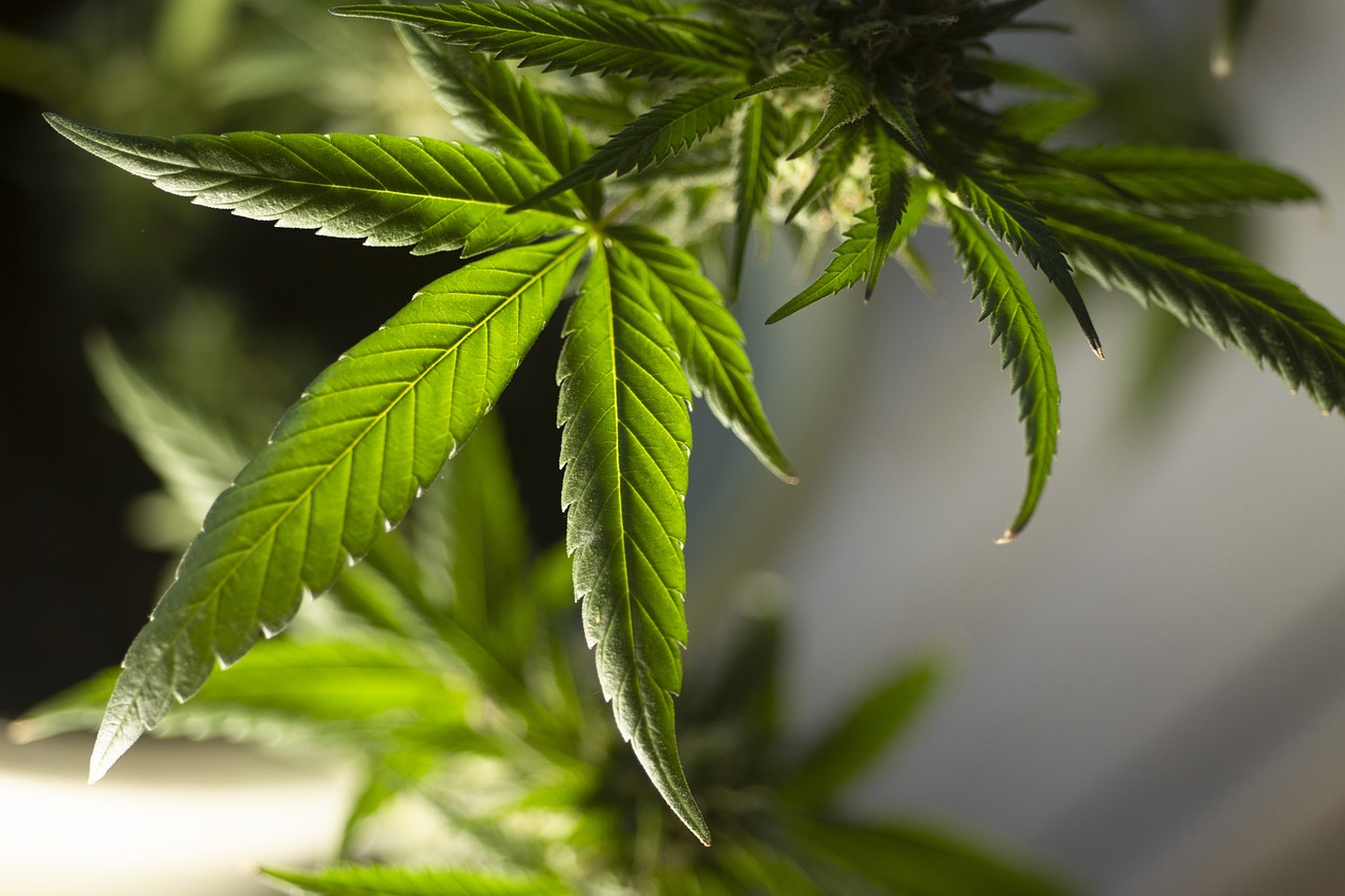 Non-Psychoactive Relief with THCA Flower